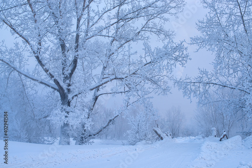 Winter trees in mountains covered with fresh snow