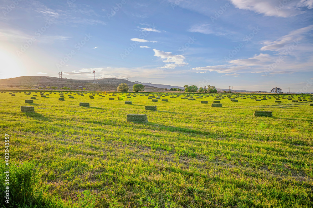 Utah Valley agricultural landscape of farmland with vibrant green pasture