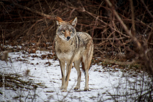 Portrait of a big coyote in winter forest