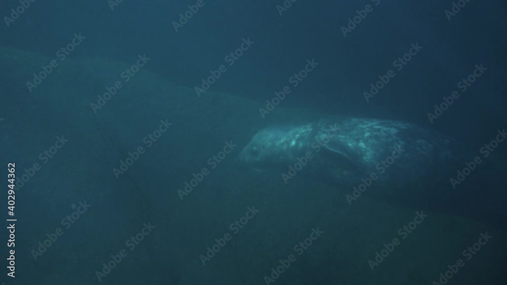 Seal swims towards a divers fins and nibbles his fins playfully in the summer underwater scene Seal swims towards a divers fins and nibbles his fins playfully in the summer underwater scene