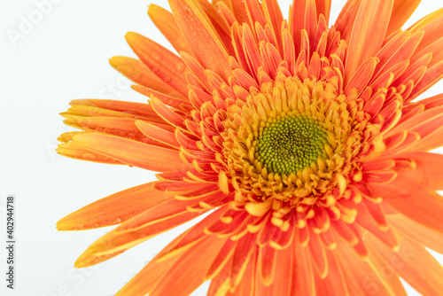 Gerberas on a white background