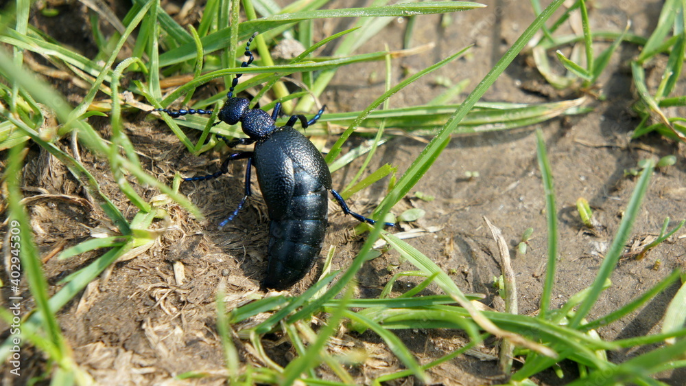 dark blue beetle with a shiny shell on the ground with grass in the spring dark blue beetle with a shiny shell on the ground with grass in the spring