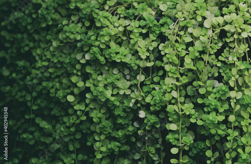 green leaves on the wall