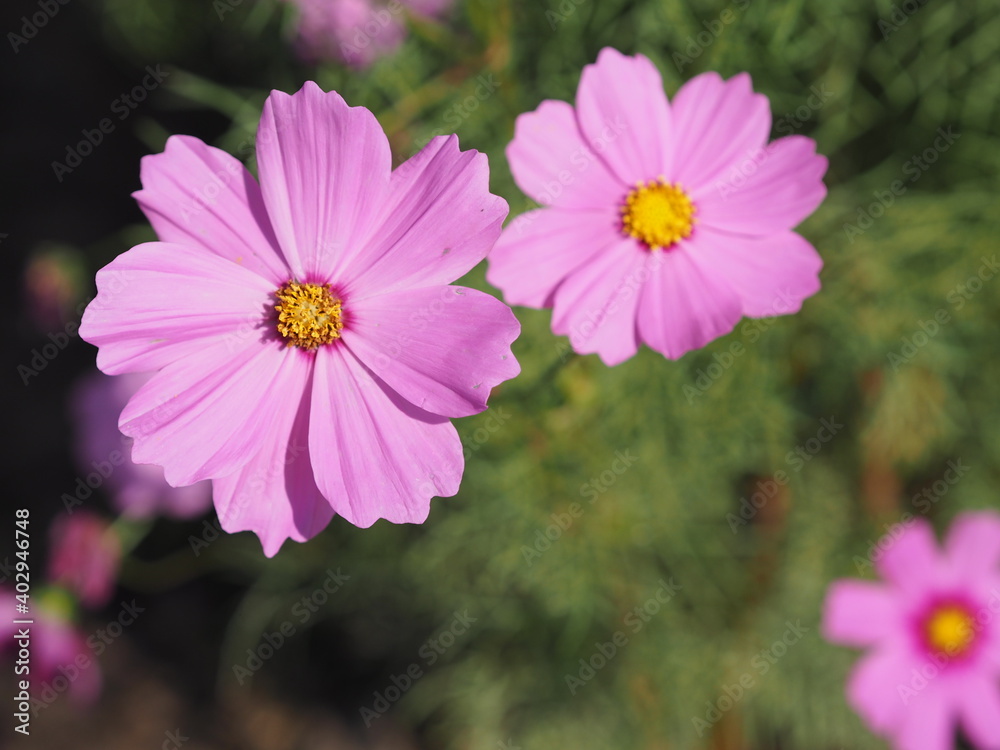 Pink color flower, sulfur Cosmos, Mexican Aster flowers are blooming beautifully springtime in the garden, blurred of nature background