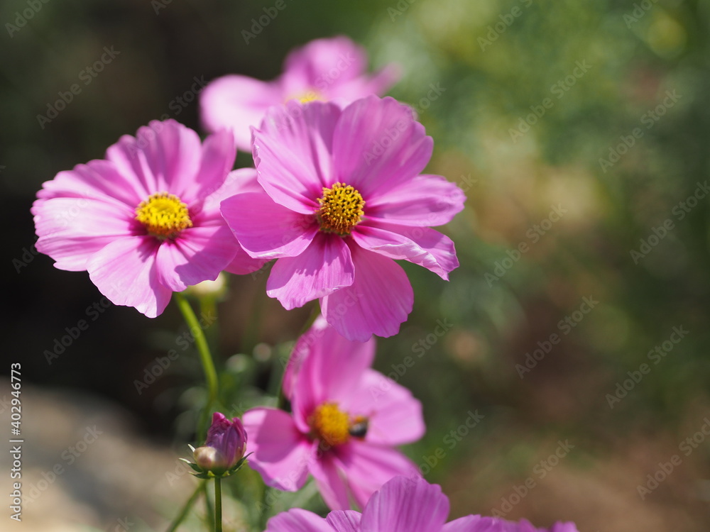 Pink color flower, sulfur Cosmos, Mexican Aster flowers are blooming beautifully springtime in the garden, blurred of nature background Pink color flower, sulfur Cosmos, Mexican Aster flowers are blooming beautifully springtime in the garden, blurred of nature background