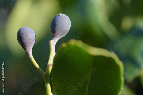 Blue colored fruit berry buds on green plant