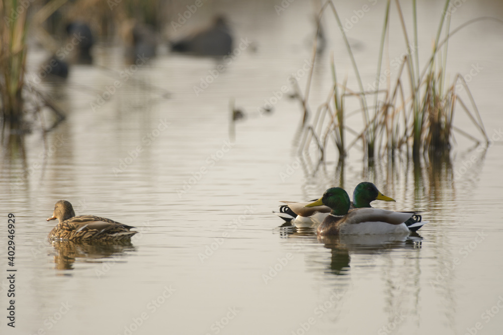 Male and female drake hen mallard duck swimming in wetlands . Male and female drake hen mallard duck swimming in wetlands .