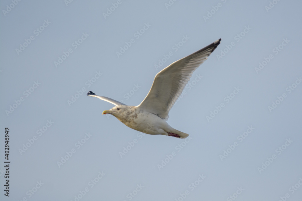 White seagull bird mid flight blue sky White seagull bird mid flight blue sky