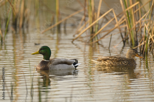 Male and female drake hen mallard duck swimming in wetlands . photo