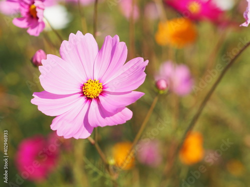 Pink color flower, sulfur Cosmos, Mexican Aster flowers are blooming beautifully springtime in the garden, blurred of nature background © pakn