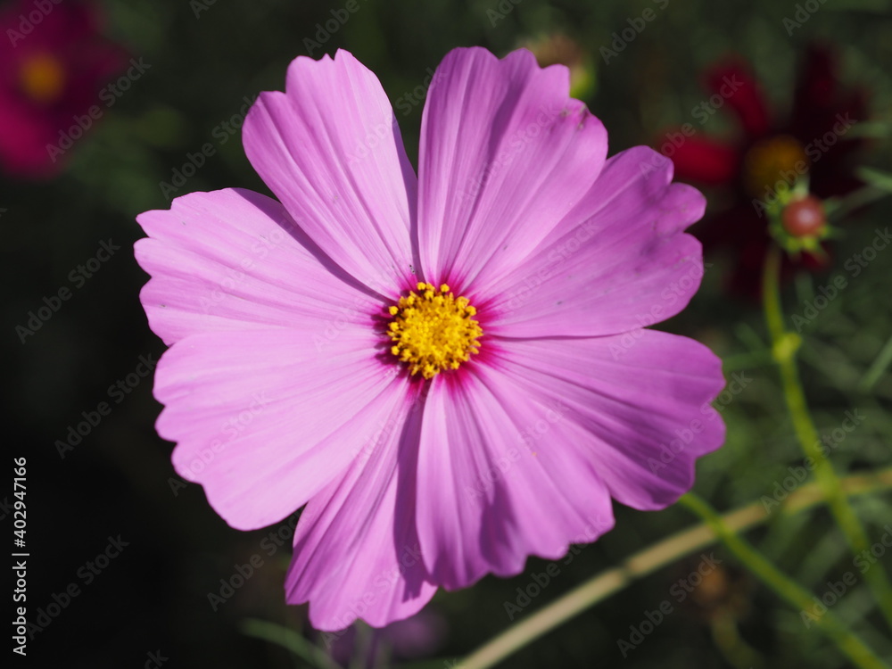 Pink color flower, sulfur Cosmos, Mexican Aster flowers are blooming beautifully springtime in the garden, blurred of nature background Pink color flower, sulfur Cosmos, Mexican Aster flowers are blooming beautifully springtime in the garden, blurred of nature background