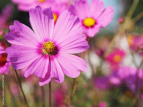 Pink color flower  sulfur Cosmos  Mexican Aster flowers are blooming beautifully springtime in the garden  blurred of nature background