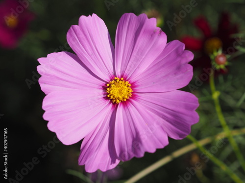 Pink color flower  sulfur Cosmos  Mexican Aster flowers are blooming beautifully springtime in the garden  blurred of nature background