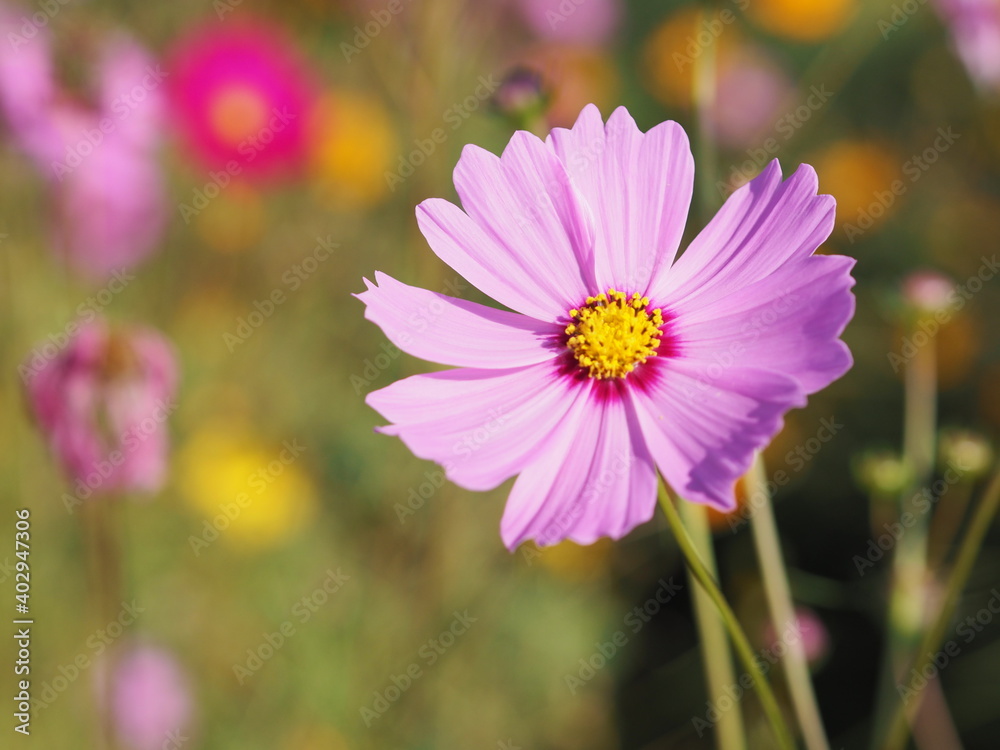 Pink color flower, sulfur Cosmos, Mexican Aster flowers are blooming beautifully springtime in the garden, blurred of nature background Pink color flower, sulfur Cosmos, Mexican Aster flowers are blooming beautifully springtime in the garden, blurred of nature background