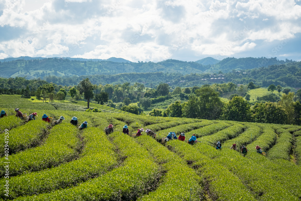 Many people are collecting tea.The workers collect tea leaves in the Tea plantation.