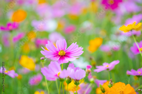 pink flower and fresh in the garden.Pink flowers with blurred background with copy space. © gexphos