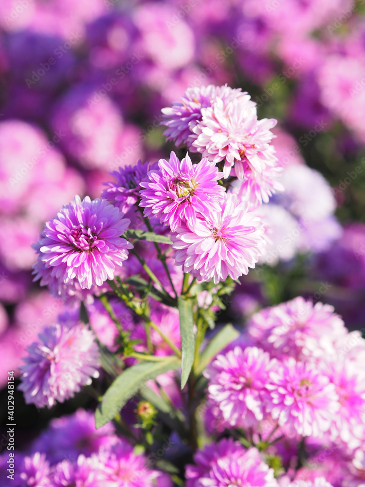 Marguerite soft pink flower blooming in garden blurred of nature background Marguerite soft pink flower blooming in garden blurred of nature background