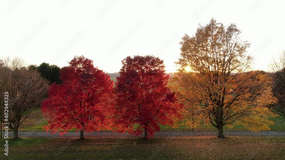 Yellow and red maple trees in autumn sunset at golden hour. Passage of time and seasons change. Rising aerial along quiet path in countryside. Yellow and red maple trees in autumn sunset at golden hour. Passage of time and seasons change. Rising aerial along quiet path in countryside.