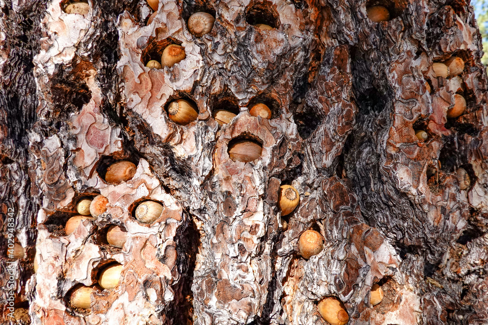 countless acorn in pine tree countless acorn in pine tree