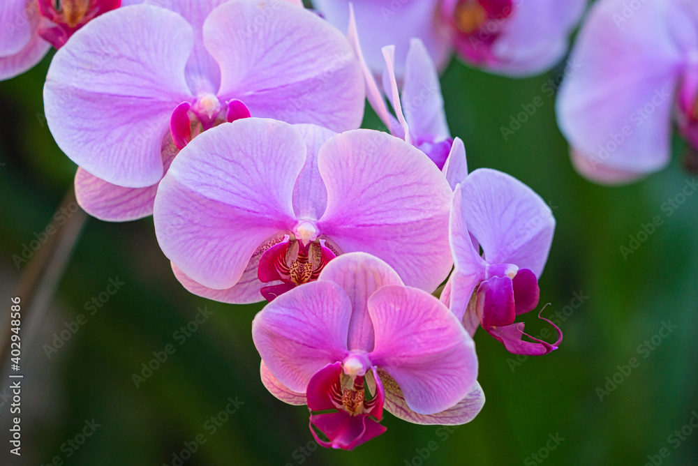 Obraz premium Phalaenopsis orchid. Or moon orchid, moth orchid, Phalaenopsis amabilis. The official residence of Shilin in Taipei, Taiwan. March 2020.