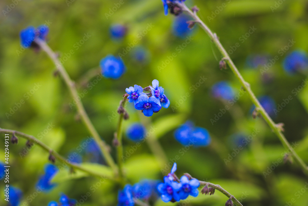 forget me not flowers forget me not flowers