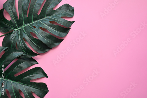 Green Monstera tropical plant leaves on pink background