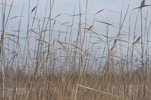 Background of winter dry wild grass macro