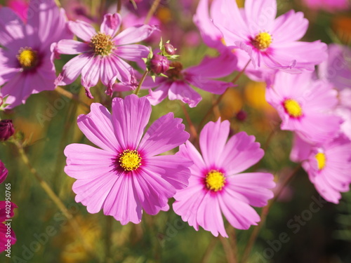 Soft Pink color flower, sulfur Cosmos, Mexican Aster flowers are blooming beautifully springtime in the garden, blurred of nature background