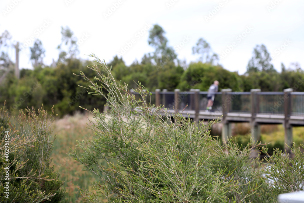 Wetlands in South East suburbs of Melbourne, Victoria, Australia showing trees, gardens, lake