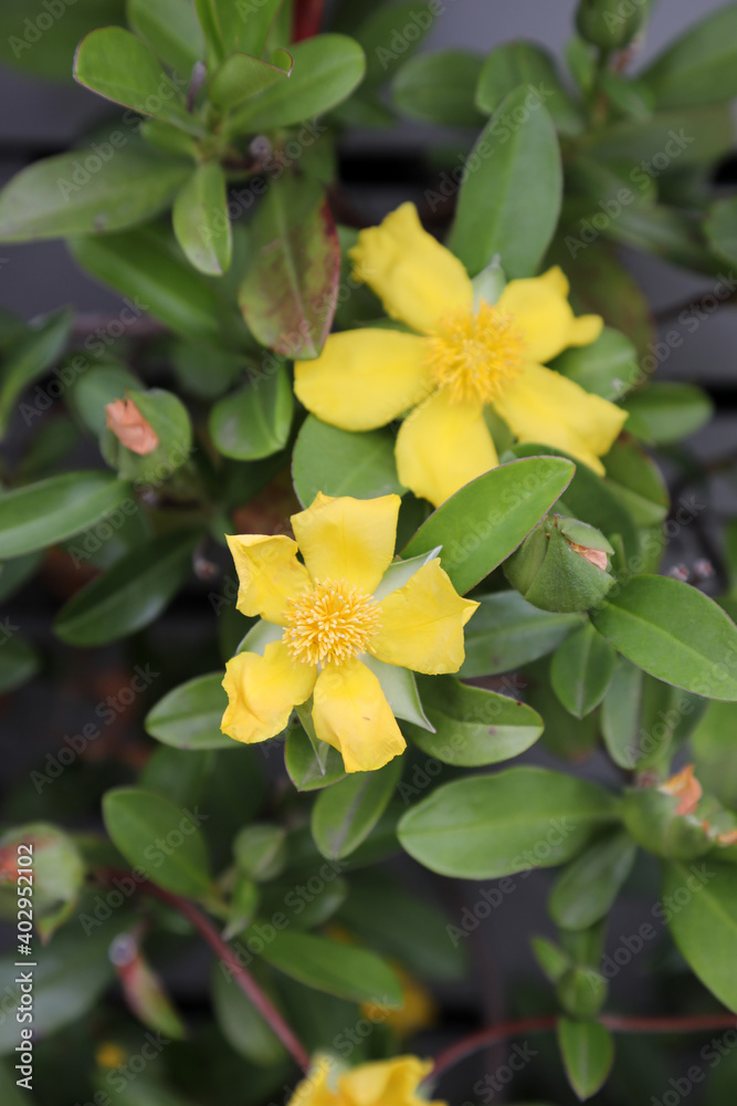Bright yellow flowers with grey fence in background Bright yellow flowers with grey fence in background