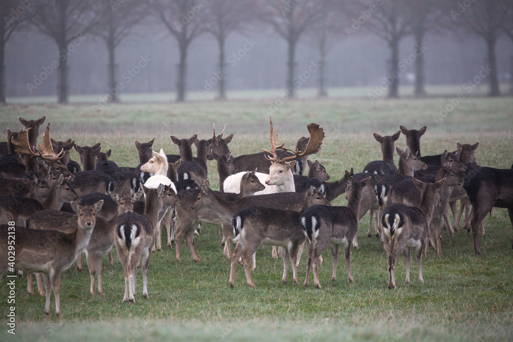 a group of deer a foggy morning a group of deer a foggy morning