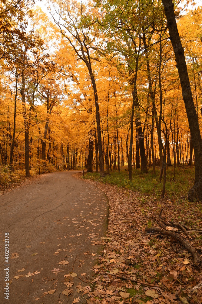 Obraz premium autumn in the park