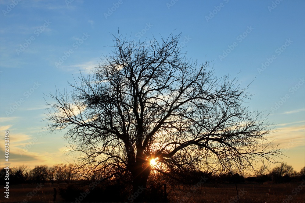 silhouette of a tree at sunset with clouds north of Hutchinson Kansas USA out in the country.