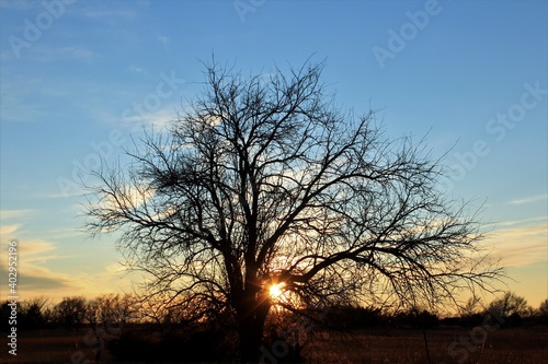 silhouette of a tree at sunset with clouds north of Hutchinson Kansas USA out in the country. © Stockphotoman