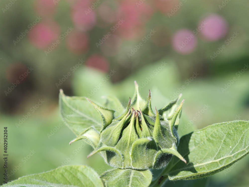 Obraz premium bud Sunflower plant Small yellow flower blooming in garden blurred of nature background