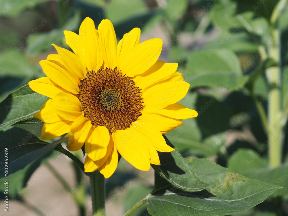 Sunflower plant Small yellow flower blooming in garden blurred of nature background Sunflower plant Small yellow flower blooming in garden blurred of nature background