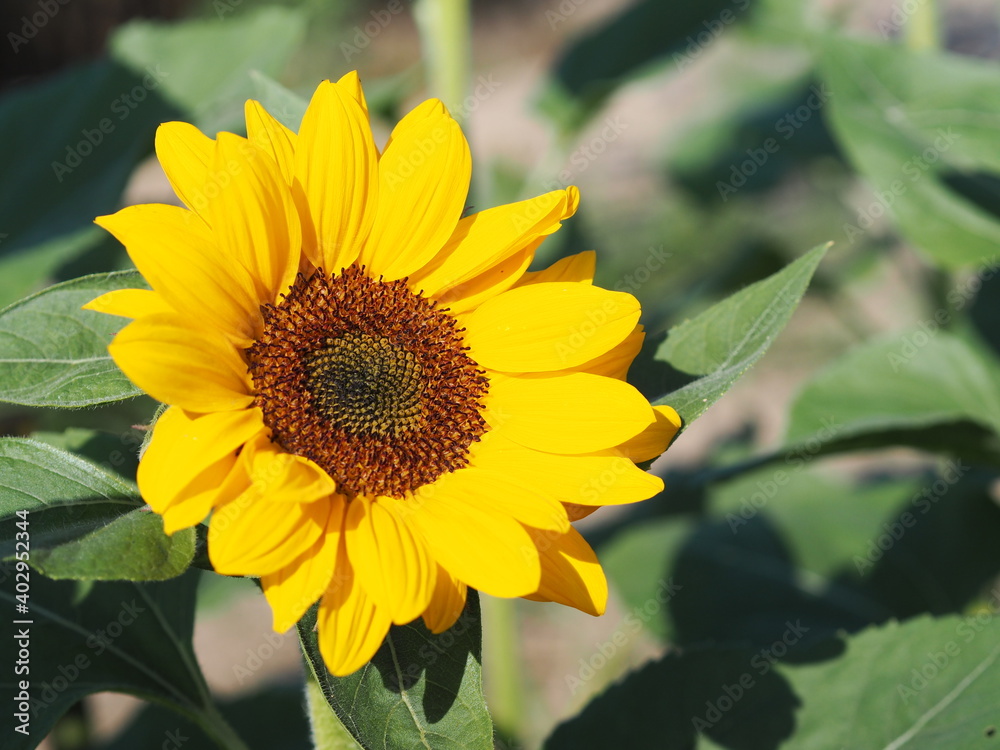 Sunflower plant Small yellow flower blooming in garden blurred of nature background Sunflower plant Small yellow flower blooming in garden blurred of nature background