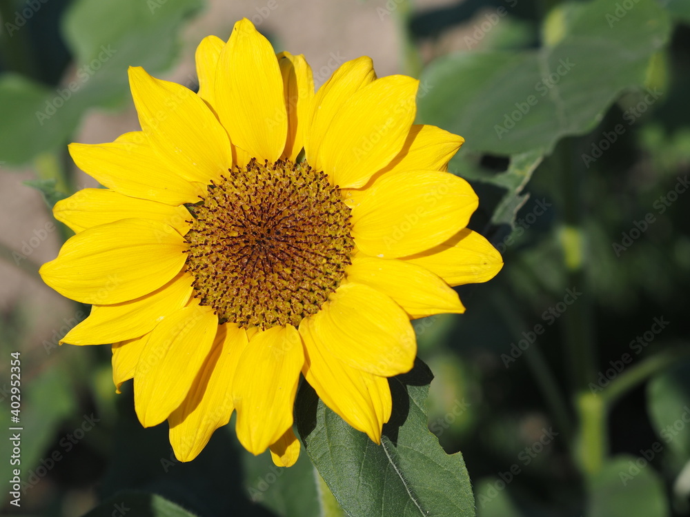 Sunflower plant Small yellow flower blooming in garden blurred of nature background Sunflower plant Small yellow flower blooming in garden blurred of nature background