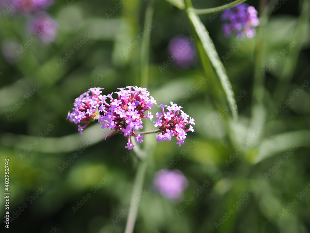 Verbena bouquet Small violet flower blooming in garden blurred of nature background, copy space concept for write text design in front background for banner, card, wallpaper, webpage Verbena bouquet Small violet flower blooming in garden blurred of nature background, copy space concept for write text design in front background for banner, card, wallpaper, webpage