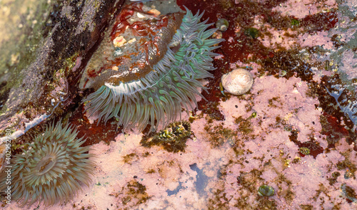 Sunset Cliffs Tide Pool 