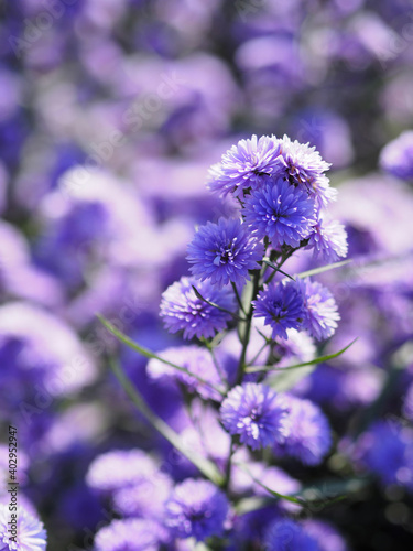 Fototapeta Naklejka Na Ścianę i Meble -  Marguerite violet flower blooming in garden blurred of nature background
