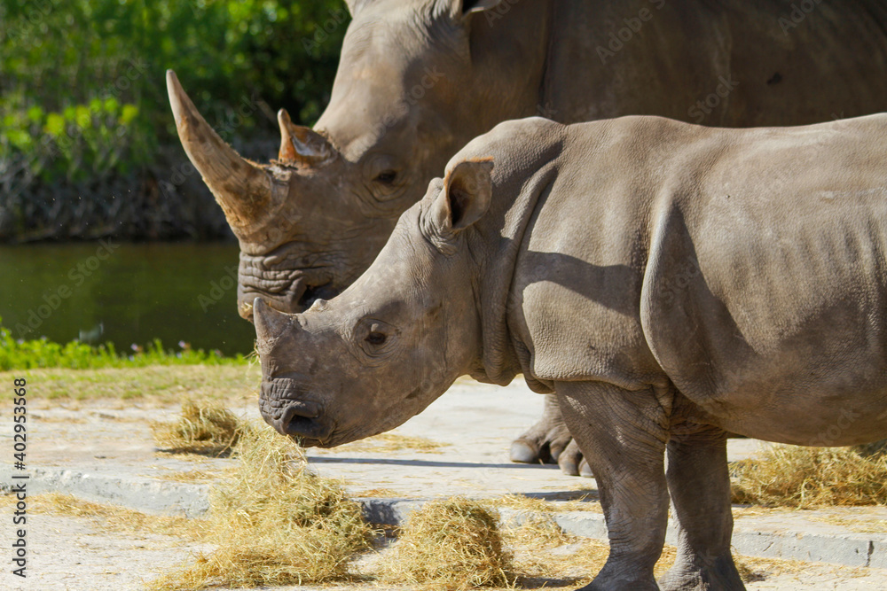 Fototapeta premium Mom and Baby of Southern White Rinoceros, 白サイの母子