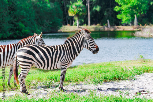 Zebra Close to Water                              
