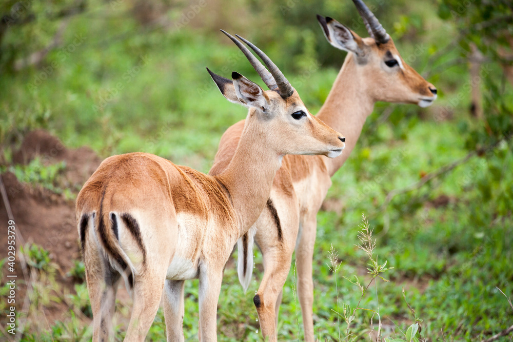 Two young impala rams looking into the distance in the Kruger National Park Two young impala rams looking into the distance in the Kruger National Park