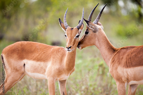 Fototapeta Naklejka Na Ścianę i Meble -  Two young impala rams in the Kruger National Park