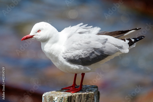 Red-billed Gull - Chroicocephalus novaehollandiae scopulinus photo