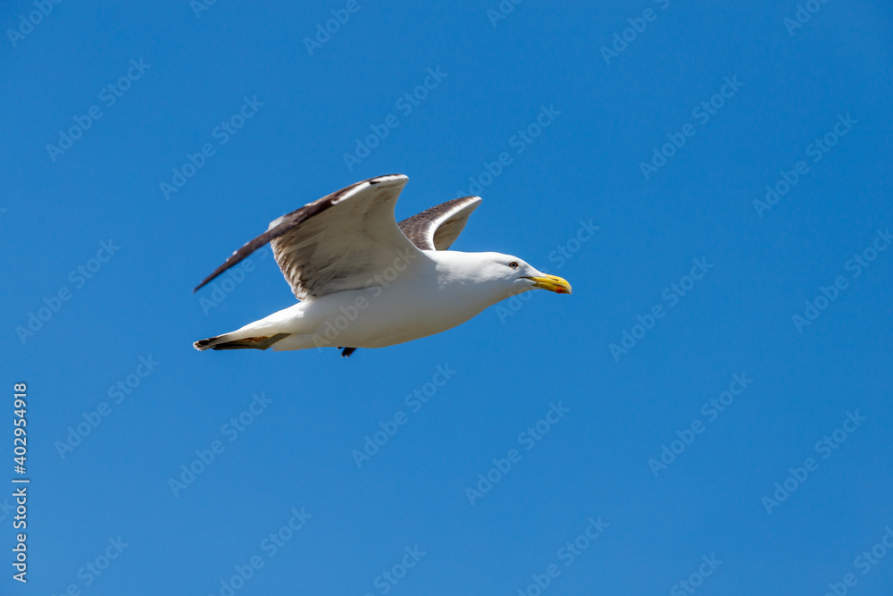 Southern Black-backed Gull - Larus dominicanus Southern Black-backed Gull - Larus dominicanus