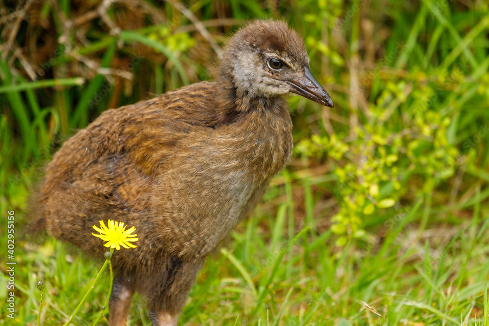 Obraz premium Weka - Gallirallus australis Endemic flightless rail of New Zealand