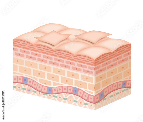 Cross section of the skin 6 No commentary