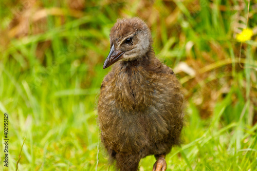 Weka - Gallirallus australis Endemic flightless rail of New Zealand